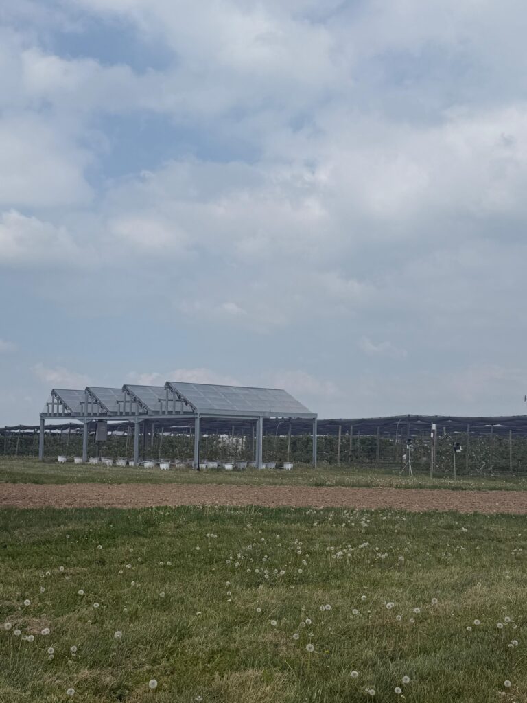 fotovoltaico agrivoltaico pannelli mirtilli agroecologia alternativa crisi energetica agrion