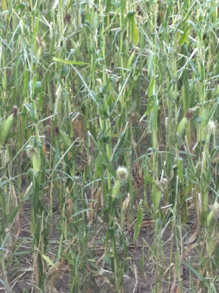 Campo di mais colpito dalla grandine agroecologia alternativa crisi energetica