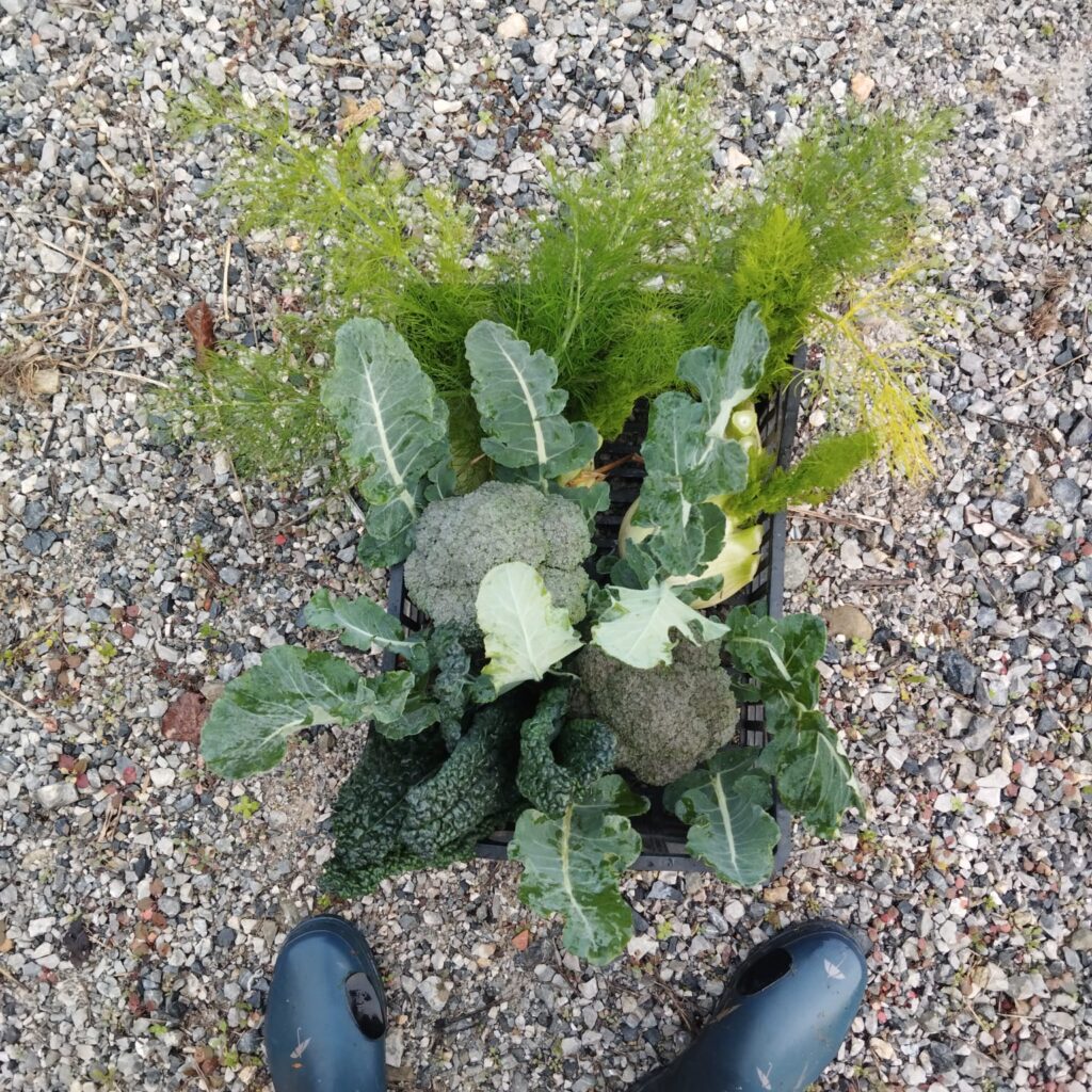 verdure suolo primizie agroecologia alternativa agricoltura organica rigenerativa