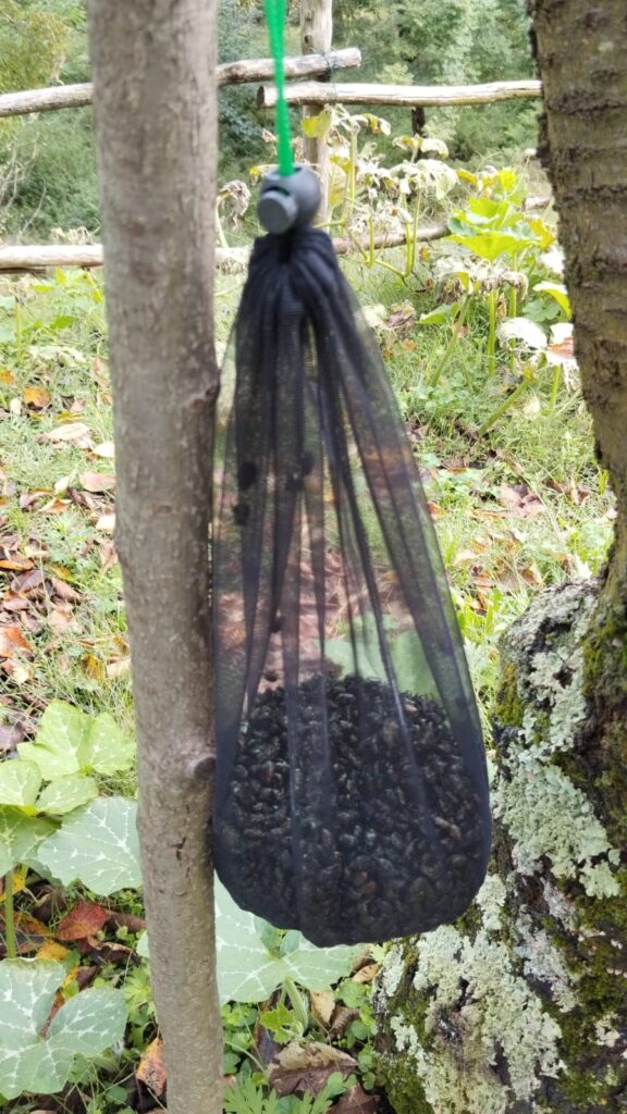trappole popilia japonica agroecologia alternativa crisi energetica